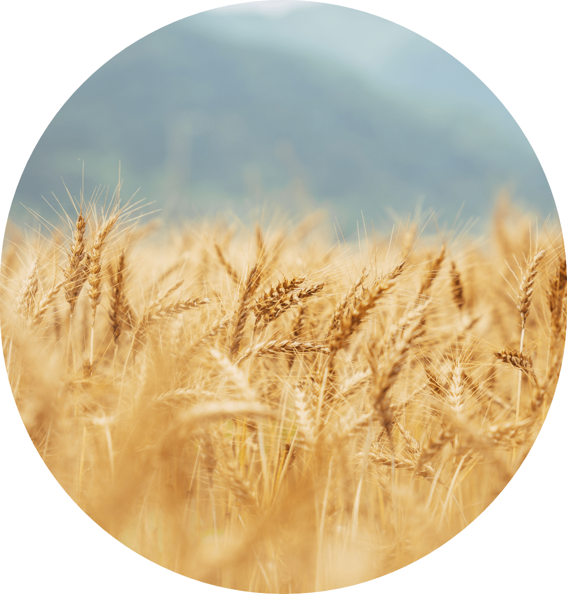 ミエハク工業の大麦について